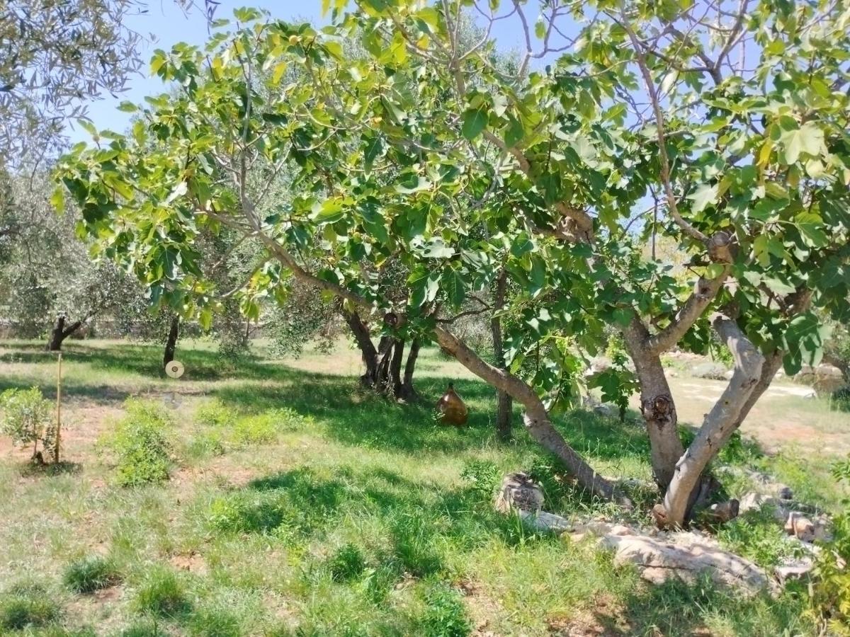 Marti'S House In The Olive Grove Apartment Fazana Luaran gambar