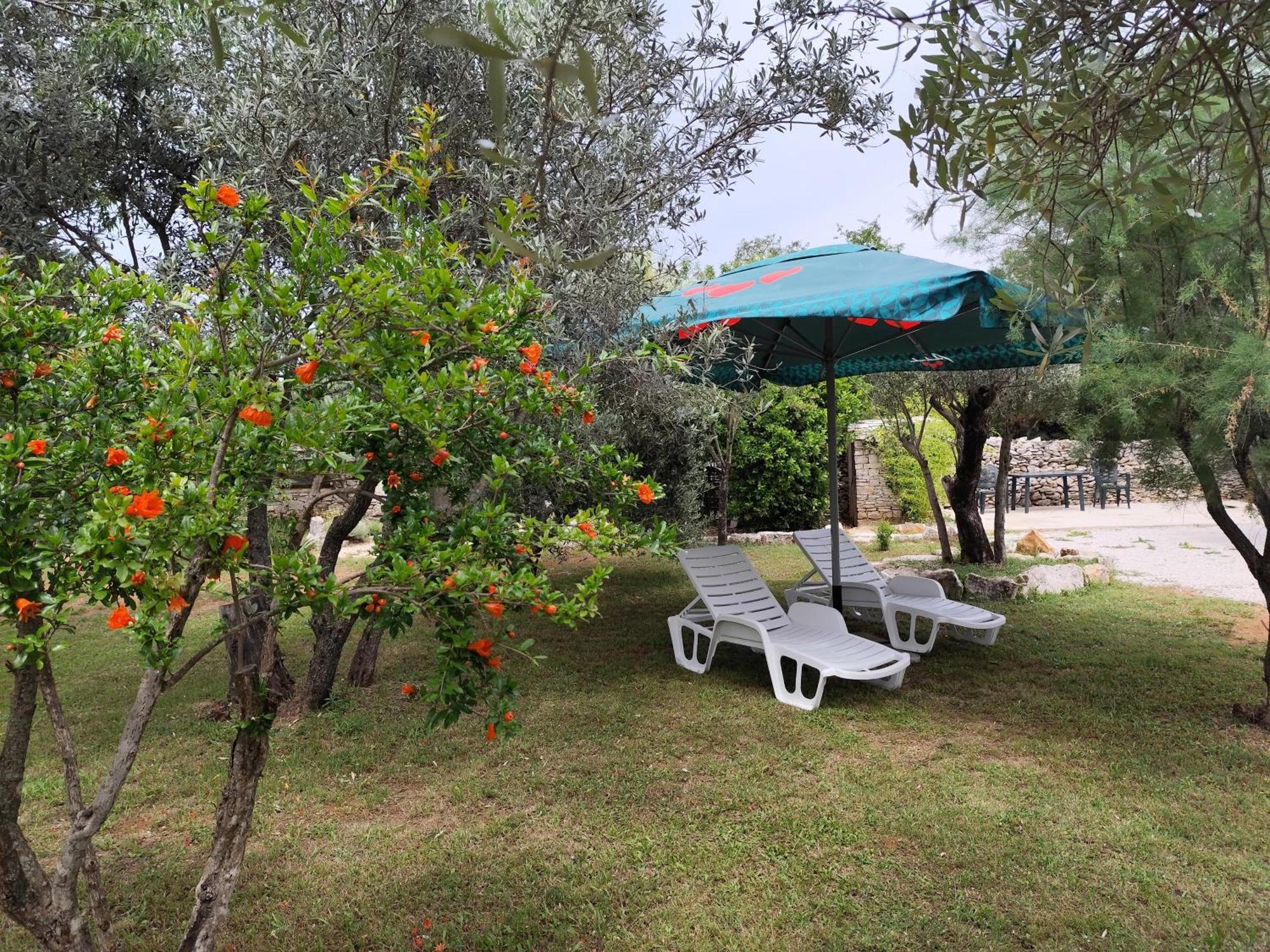 Marti'S House In The Olive Grove Apartment Fazana Luaran gambar
